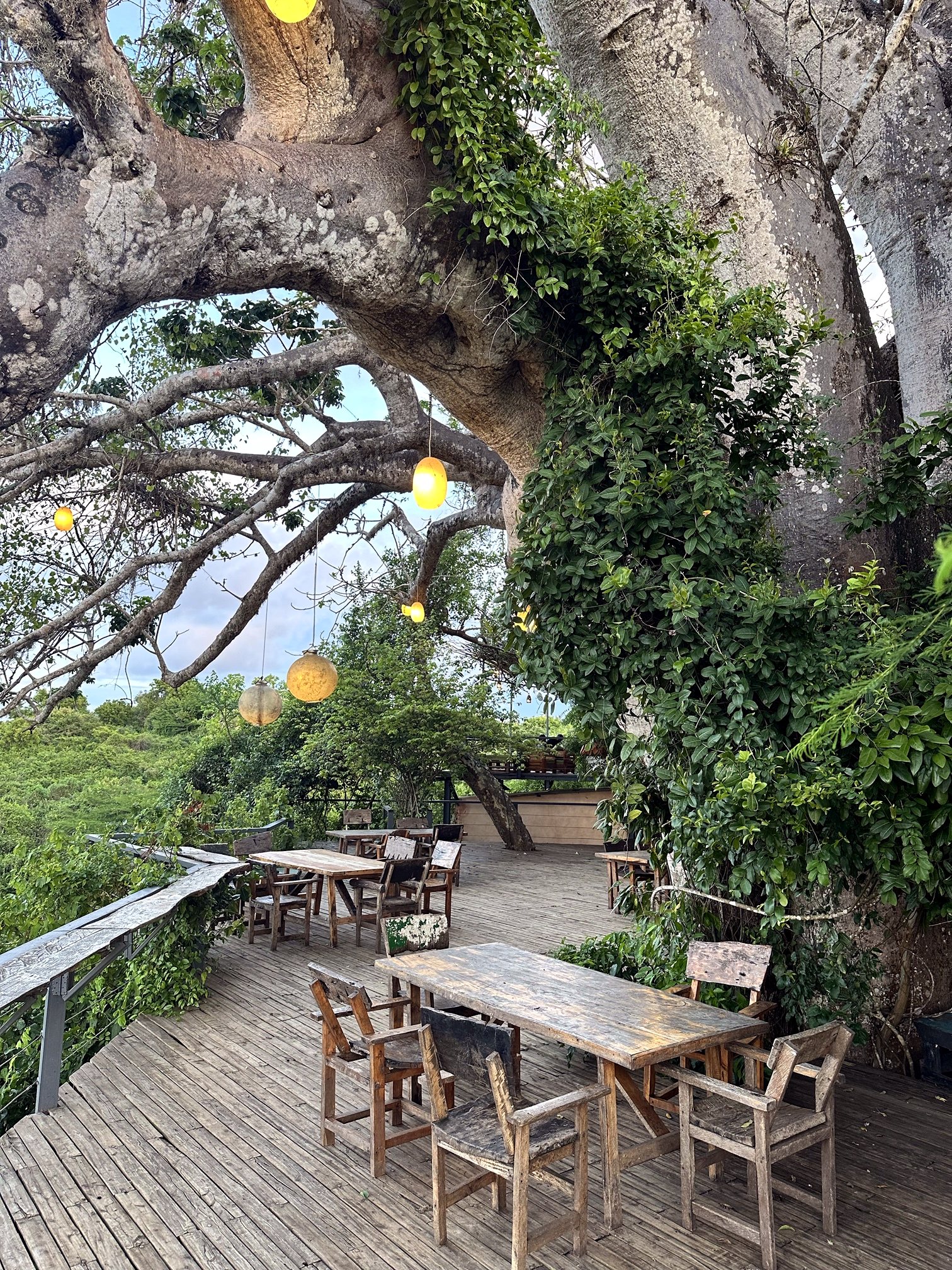 Alfresco dining tables set beneath a baobab tree at The Twisted Fig